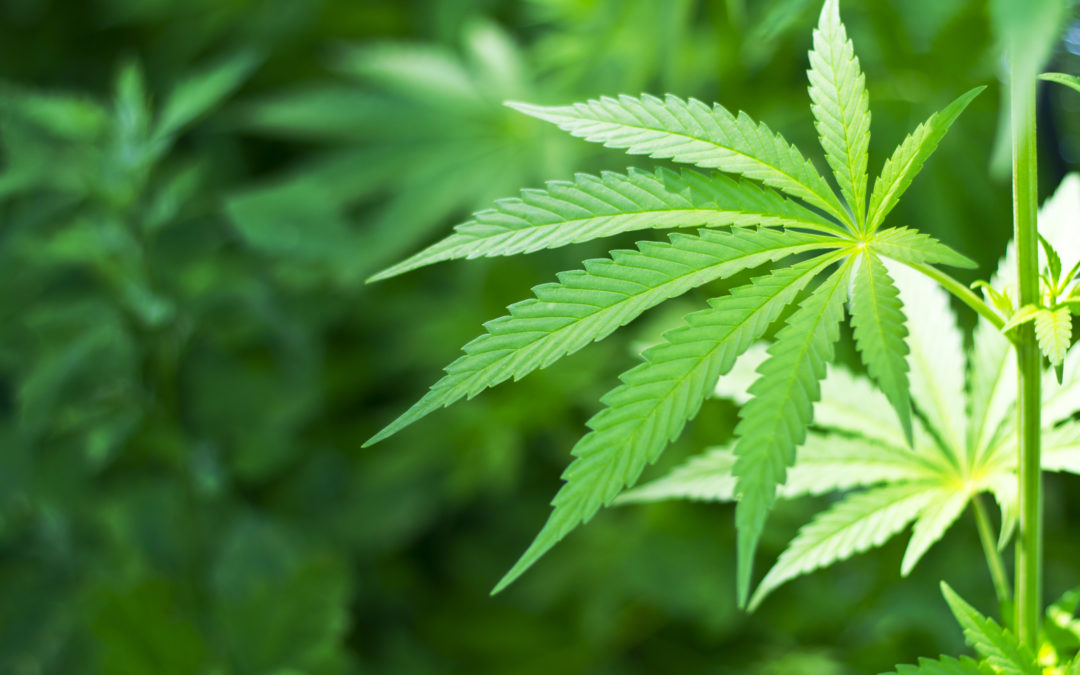 Not Your Grandmother’s Joint: Here’s How Marijuana Use is Changing